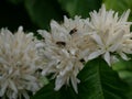 Honey bee on Robusta coffee blossom on tree plant with green leaf with black color in background Royalty Free Stock Photo