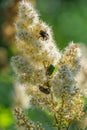 Honey bee and rose chafer beetles on flowers of Filipendula ulmaria