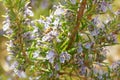 Honey bee on a rosemary plant in full bloom
