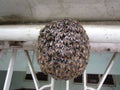 Honey Bee`s Hive in a rural home