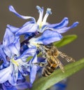 Honey Bee on Scilla Sibirica