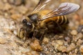Honey Bee search for mineral Royalty Free Stock Photo