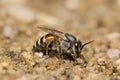 Honey Bee search for mineral Royalty Free Stock Photo
