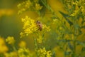 Honey Bee Searches for Pollen on Yellow Flowers