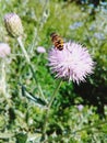 A honey bee searching some honey on pink flower. Royalty Free Stock Photo