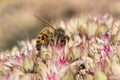 Honey bee on Sedum \'Matrona Royalty Free Stock Photo