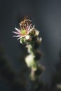 Honey Bee on Sempervivum Arachnoideum flower Royalty Free Stock Photo