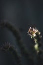 Honey Bee on Sempervivum Arachnoideum flower Royalty Free Stock Photo