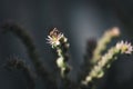Honey Bee on Sempervivum Arachnoideum flower Royalty Free Stock Photo