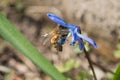 Honey bee in siberian squill flower