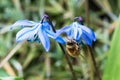 Honey bee in siberian squill flower