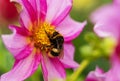 Honey bee on a single pink Dahlia flower. Royalty Free Stock Photo