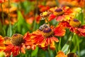 Honey bee sips nectar from gaillardia flower Royalty Free Stock Photo