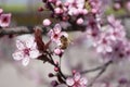 Honey bee sit on cherry flower , piking nectar. Beekeeping. Spring time. Blooming tree Royalty Free Stock Photo