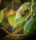 A honey bee, sits on the ficus leaf Royalty Free Stock Photo