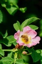 Honey bee pollinates pink flower Royalty Free Stock Photo