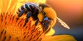 Honey bee sits on a sunflower and collects nectar. Close-up of a working insect. Seasonal background. Royalty Free Stock Photo