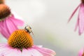 A honey bee sits on top of a echinacea flower with soft bokeh background Royalty Free Stock Photo