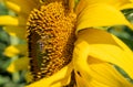 Honey bee sits on a yellow sunflower flower. Royalty Free Stock Photo