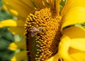 Honey bee sits on a yellow sunflower flower. Royalty Free Stock Photo