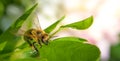 honey bee sitting on an acacia leaf Royalty Free Stock Photo