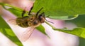 honey bee sitting on an acacia leaf Royalty Free Stock Photo