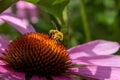 Honey bee sitting on the Eastern purple coneflower. Beauty insect, honey, pollination, nectar Royalty Free Stock Photo