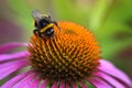 Honey bee sitting on the Echinacea purpurea flower, selective focus Royalty Free Stock Photo