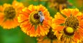 Honey bee sitting on flower. Bees collecting a nectar Royalty Free Stock Photo
