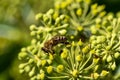 Honey bee sitting on a ivy blossom and drinking nectar Royalty Free Stock Photo