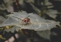 Honey bee sitting on leaf cinematic view, macro close up of bee Royalty Free Stock Photo