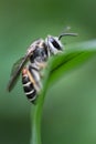 Honey bee sitting on the leaf Royalty Free Stock Photo