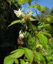 Honey bee sitting on a raspberry flower against the background of a summer garden Royalty Free Stock Photo