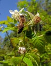 Honey bee sitting on a raspberry flower against the background of a summer garden Royalty Free Stock Photo