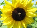 Honey bee is sitting on a sunflower Royalty Free Stock Photo