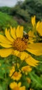 Honey bee sitting on sunflower Royalty Free Stock Photo