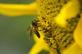 Honey bee sitting on the sunflower for collecting honey and pollinating the sunflower. Royalty Free Stock Photo