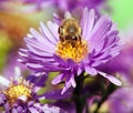 Honey bee sitting on the violetflower