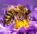 Honey bee sitting on the violetflower