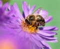 Honey bee sitting on the violetflower