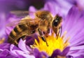 Honey bee sitting on the violetflower