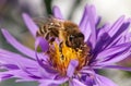 Honey bee sitting on the violetflower