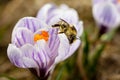 Honey bee sitting on white crocus flowers and pollinating it