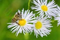 A honey bee sitting on white and yellow fowers