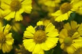 A honey bee sitting on a yellow daisy Royalty Free Stock Photo