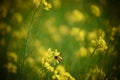 Honey bee sitting on a yellow mustard flower with vignette effect on image Royalty Free Stock Photo