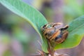 Honey bee on a green leaf Royalty Free Stock Photo