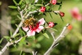 Honey bee on a small pink flower, California Royalty Free Stock Photo