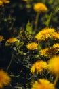 Honey bee Spring scene of pollination of yellow dandelion flowers on a summer flower field Royalty Free Stock Photo