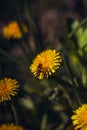 Honey bee Spring scene of pollination of yellow dandelion flowers on a summer flower field Royalty Free Stock Photo